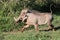 Warthog Running