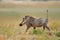 Warthog running