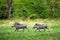 Warthog running, brown wild pig with tusk. Close-up detail of animal in nature habitat. Wildlife nature on African Safari,