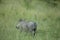 A warthog running off in alarm