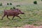 Warthog running wild in the grass