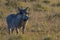 Warthog in the savannah