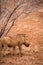 Warthog in Savannah next to dry Bush, Kruger, South Africa