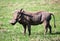 The warthog on savannah in the Ngorongoro crater, Tanzania, Africa.