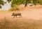 Warthog in Savannah off in Zimbabwe, South Africa