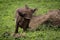 Warthog scratching itself on rock in grassland