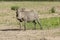 Warthog in Selous game reserve