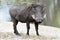 Warthog at shore of natural waterhole in Botswana, Africa