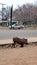 Warthog on the side of the road