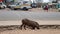 Warthog on the side of the road