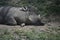 Warthog Sleeping With Curved Tusks and a Hairy Back