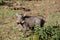 Warthog small baby