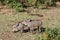 Warthog small baby