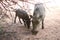 a warthog sniffs in the dirt under the shade of trees