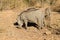 Warthog from South Africa, Pilanesberg National Park
