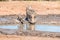 Warthog sow and piglet drinking water