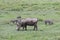 Warthog Sow And Piglets