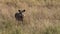 Warthog Standing in Grassland of African Savanna. Animal in Natural Habitat