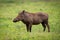 Warthog standing in profile on grassy meadow