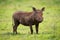 Warthog standing staring at camera in grassland