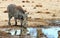 Warthog taking a drink with an oxpecker perching on his long snout in Hwange National Park