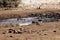 Warthog taking a mud bath  in Lewa Conservancy Kenya on a sunny day