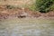 Warthog taking a mud bath at a water dam.