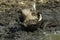Warthog Taking a mudbath - Kruger National Park