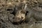 Warthog Taking a mudbath - Kruger National Park