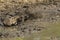 Warthog Taking a mudbath - Kruger National Park