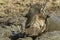 Warthog Taking a mudbath - Kruger National Park