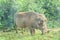 Warthog with tusks in the savannah