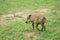 Warthog, Uganda, Africa