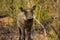 Warthog walking around