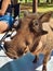 Warthog walking in camp between kampers eating