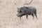 Warthog walking through dry grass with birds on back picking parasites, Okavango Delta, Botswana, Africa