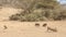 Warthog walking and eating on the grass in Serengeti National Park, Tanzania in Africa. A fast and smart animal similar