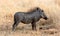 Warthog walking in the evening sun