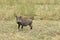 Warthog walking in the savanna, Ngorongoro Crater, Tanzania