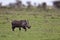 Warthog walking on the savannah