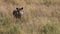 Warthog Watching Directly to Camera While Standing in Meadow of African Savanna