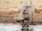 Warthog at waterhole Addo reserve