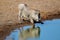 Warthog at a waterhole - Etosha National Park