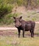 Warthog wet with mud