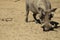 Warthog wild pig on a sandy muddy floor