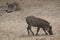 A Warthog in the wild in Senegal