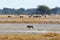 Warthog, wildebeests and zebras, Khama Rhino Sanctuary, Botswana