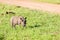 Warthog Wildlife