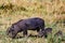 Warthog Wildlife Animals Mammals at the savannah grassland wilderness hill shrubs great rift valley maasai mara national game