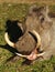 Warthog yawning showing dangerous tusks